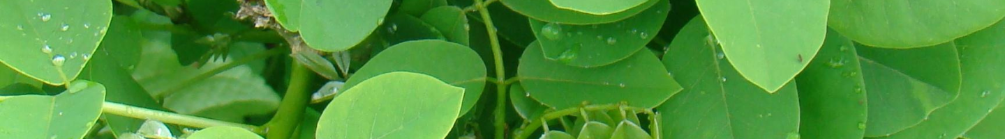 Banner da Pagina