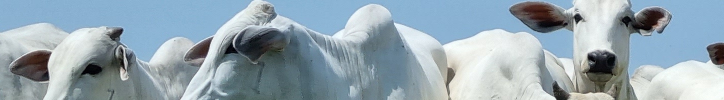 Banner da Pagina