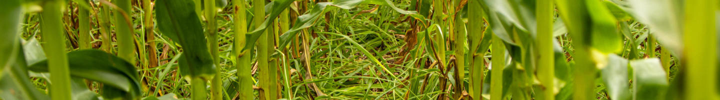 Banner da Pagina