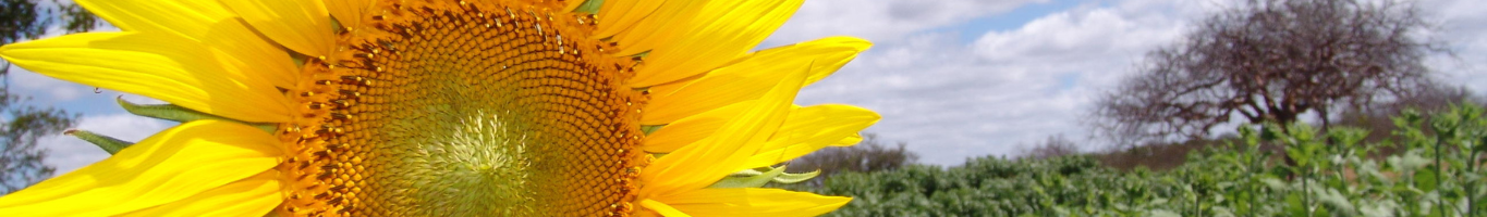 Banner da Pagina