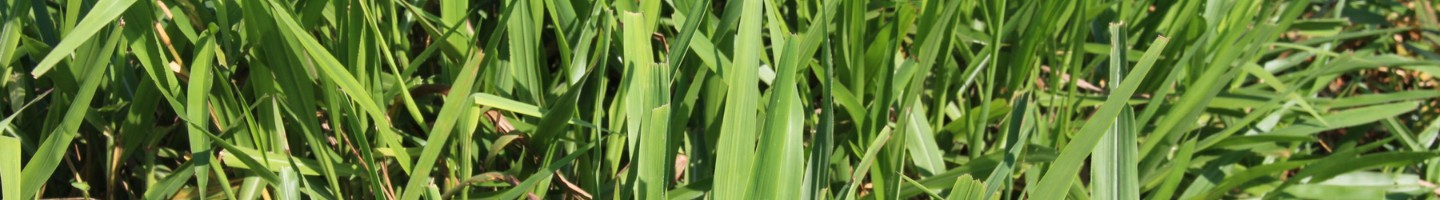 Banner da Pagina
