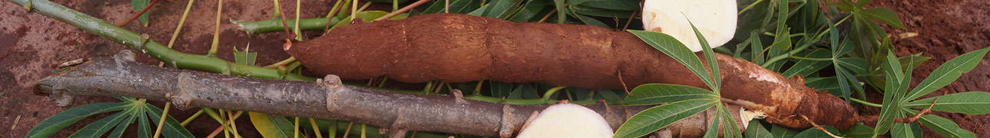 Banner da Pagina