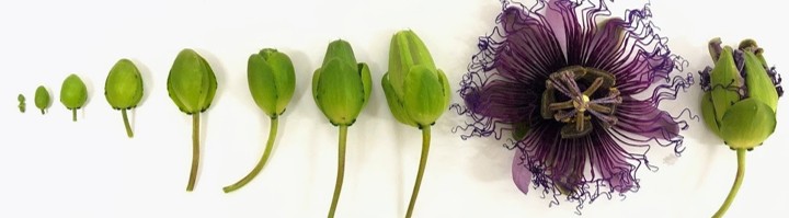 Banner da Pagina