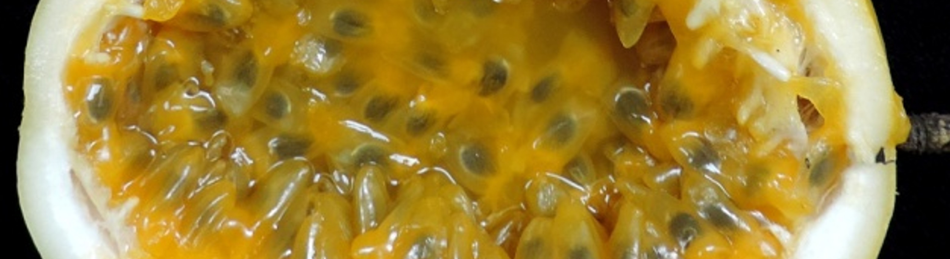 Banner da Pagina