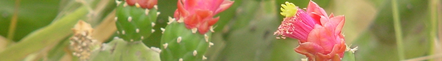 Banner da Pagina
