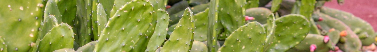 Banner da Pagina