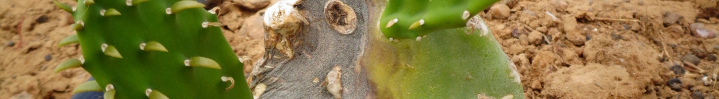 Banner da Pagina