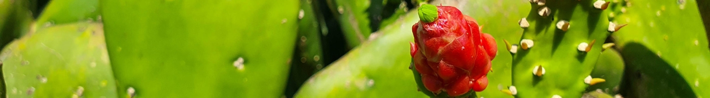 Banner da Pagina