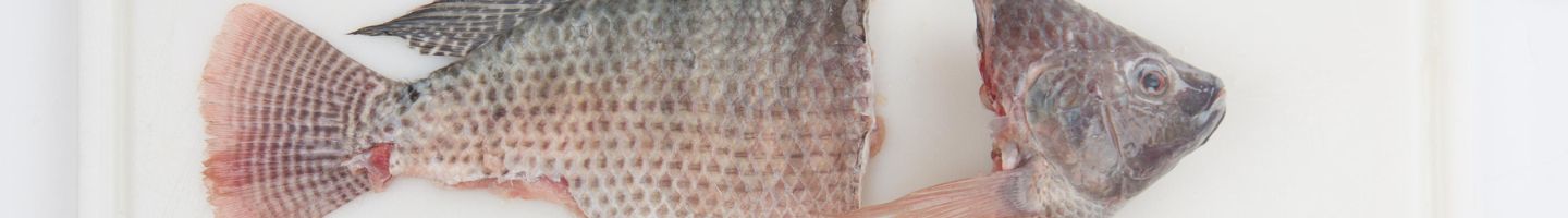 Banner da Pagina