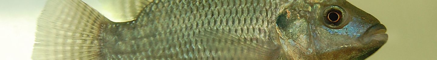 Banner da Pagina