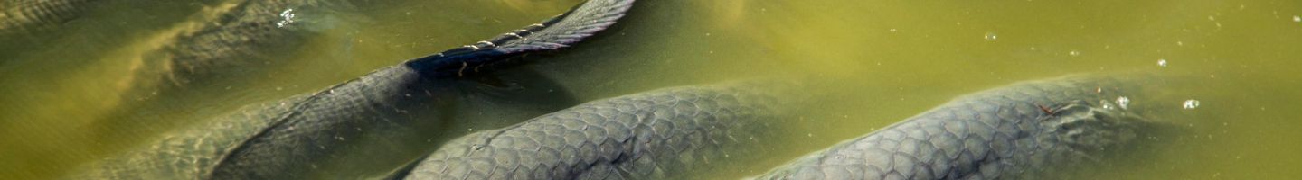 Banner da Pagina