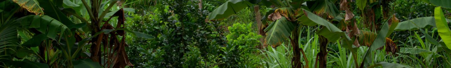 Banner da Pagina