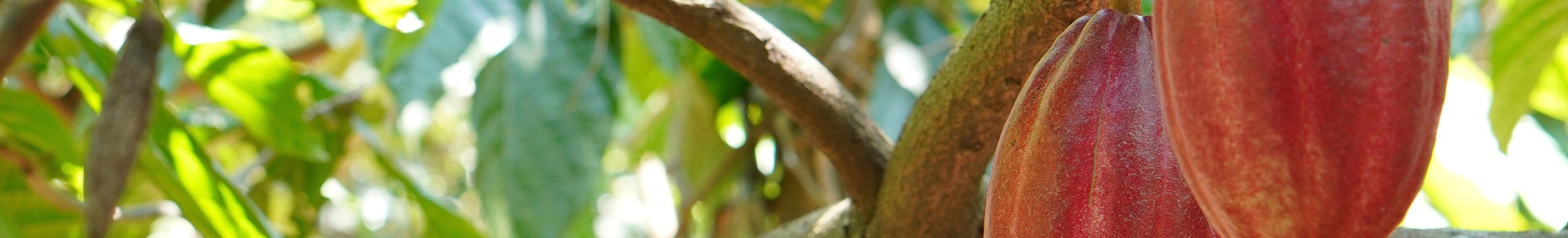 Banner da Pagina