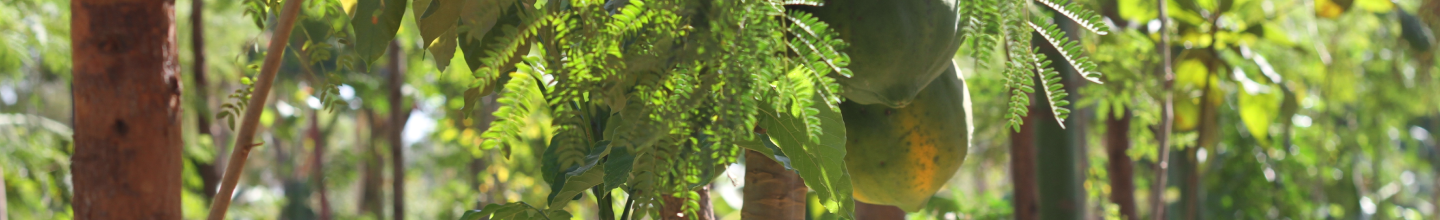 Banner da Pagina