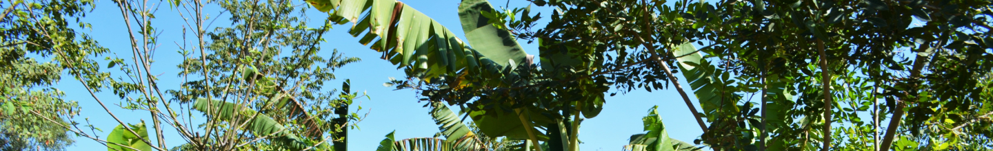 Banner da Pagina