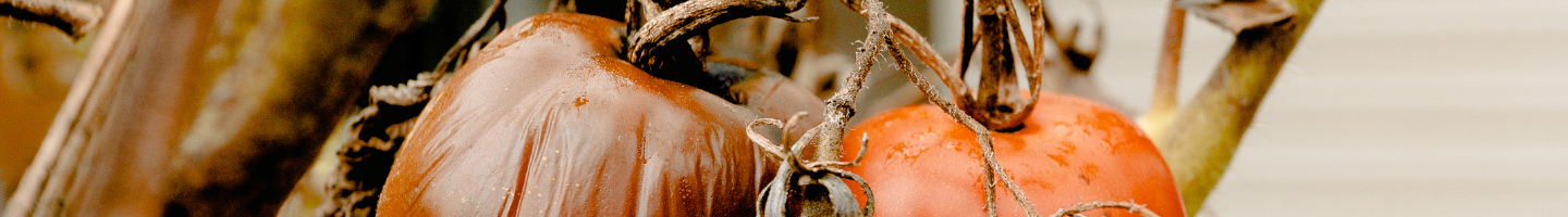Banner da Pagina