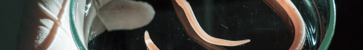 Banner da Pagina