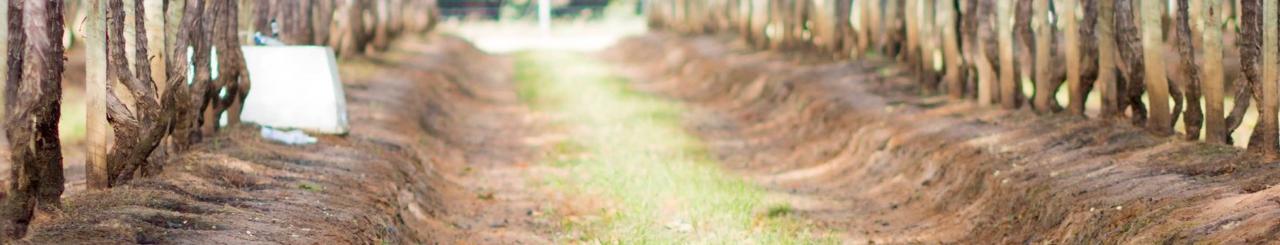 Banner da Pagina