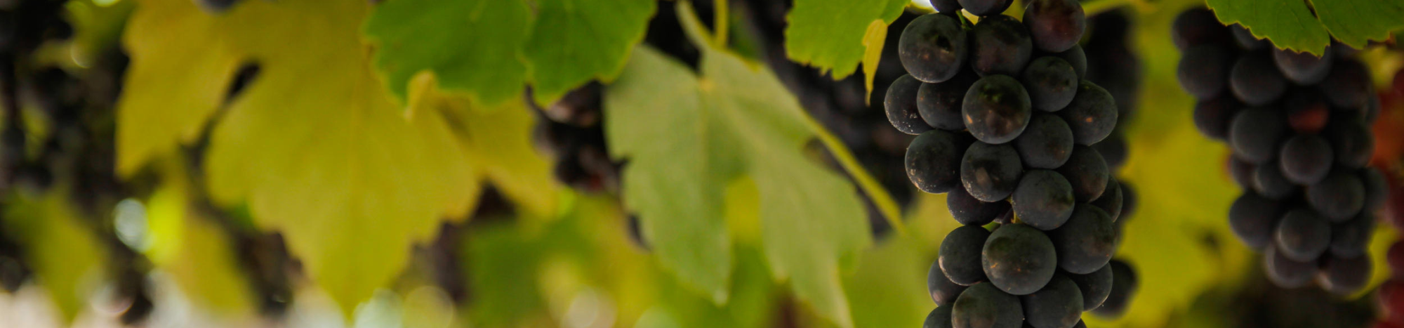 Banner da Pagina